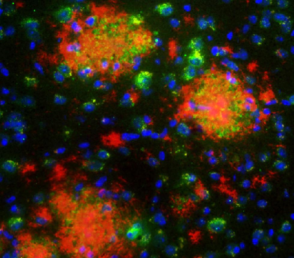 Neuroscience Biological Sciences University of Southampton